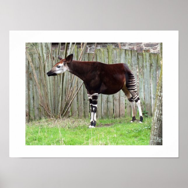Okapi står vid ett staket poster (Framsidan)
