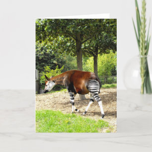 Okapi vandrade bort helgkort