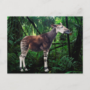 Okapi Vykort