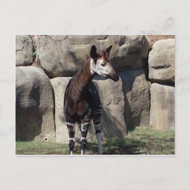 okapi vykort (Framsida)