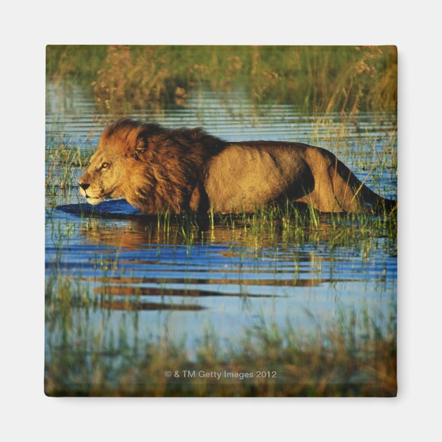 Okavango Delta, Botswana 3 Magnet (Framsidan)