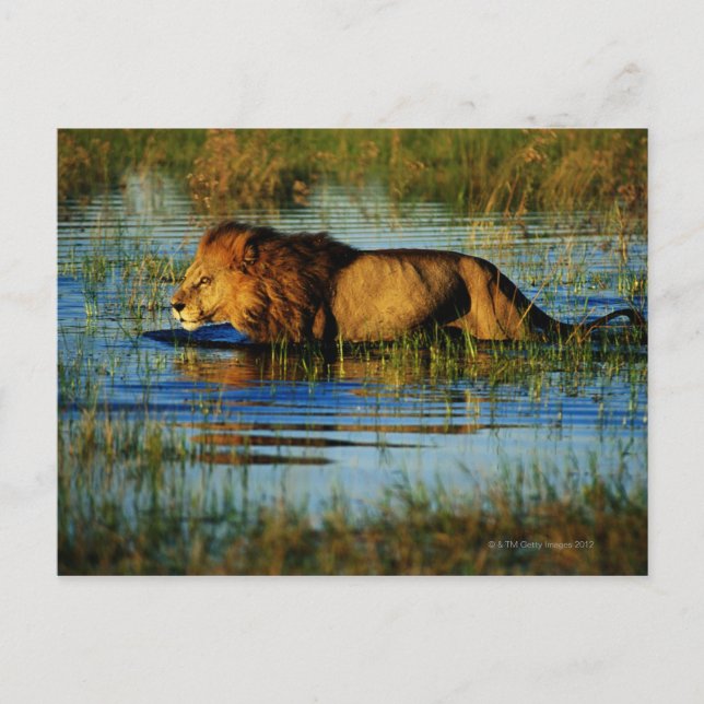 Okavango Delta, Botswana 3 Vykort (Framsida)