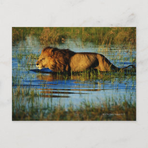 Okavango Delta, Botswana 3 Vykort