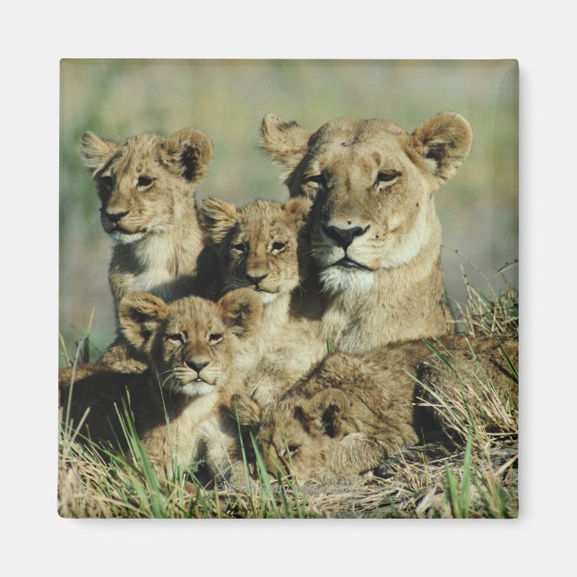 Okavango Delta, Botswana Magnet (Framsidan)