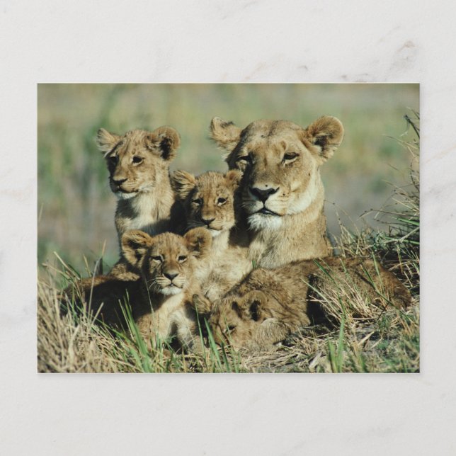 Okavango Delta, Botswana Vykort (Framsida)