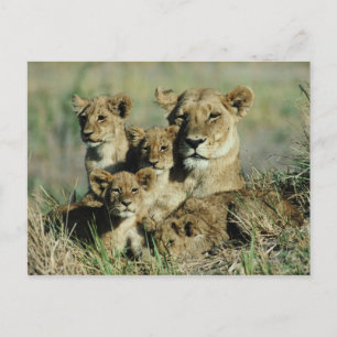 Okavango Delta, Botswana Vykort