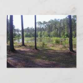 "OKEFENOKEE SWAMP PARK" VYKORT