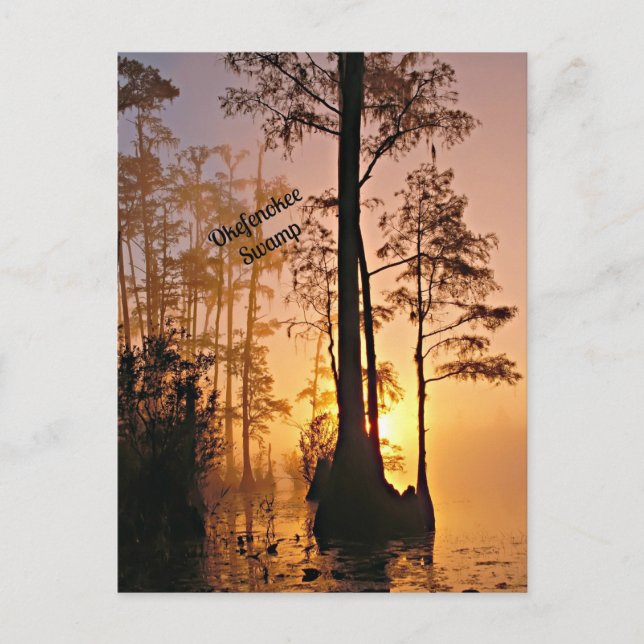 Okefenokee Swamp Vykort (Framsida)