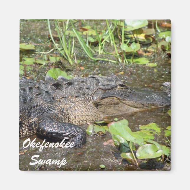 Okefenokee Swamp Waycross Georgia Alligator Magnet (Framsidan)