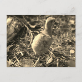 Okej, hej då! - vykort