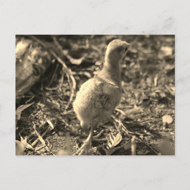 Okej, hej då! - vykort (Framsida)