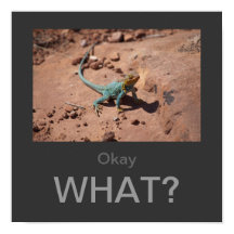 Okej, vad? Poster Coll Lizard