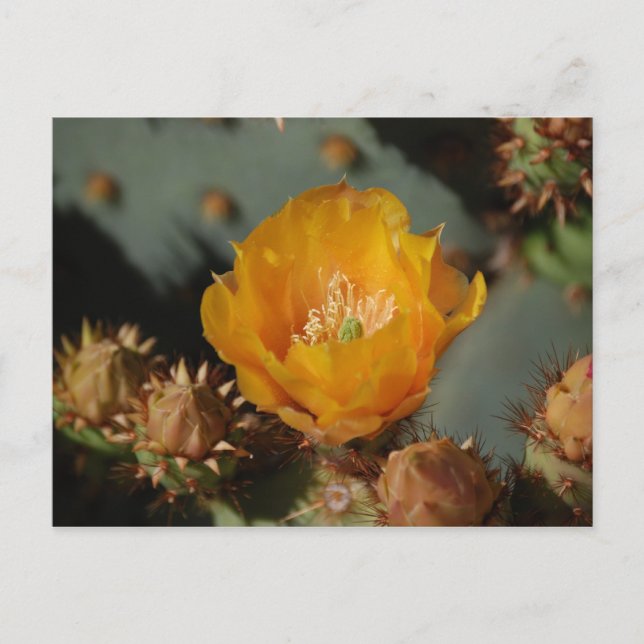 Öken Guld Vykort (Framsida)