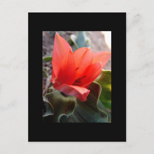 ökenblomma vykort (Framsida)