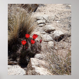 Ökenblommor, nationalpark för Joshua träd Poster