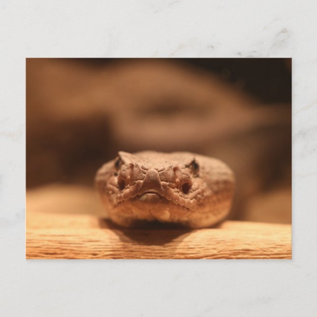 Ökenfixering Vykort (Framsida)