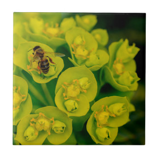 ÖkenGopherväxten Kakelplatta