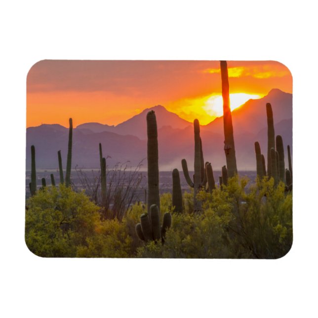 Ökenkaktus solnedgång, Arizona Magnet (Horisontell)