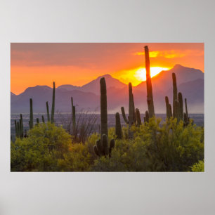 Ökenkaktus solnedgång, Arizona Poster