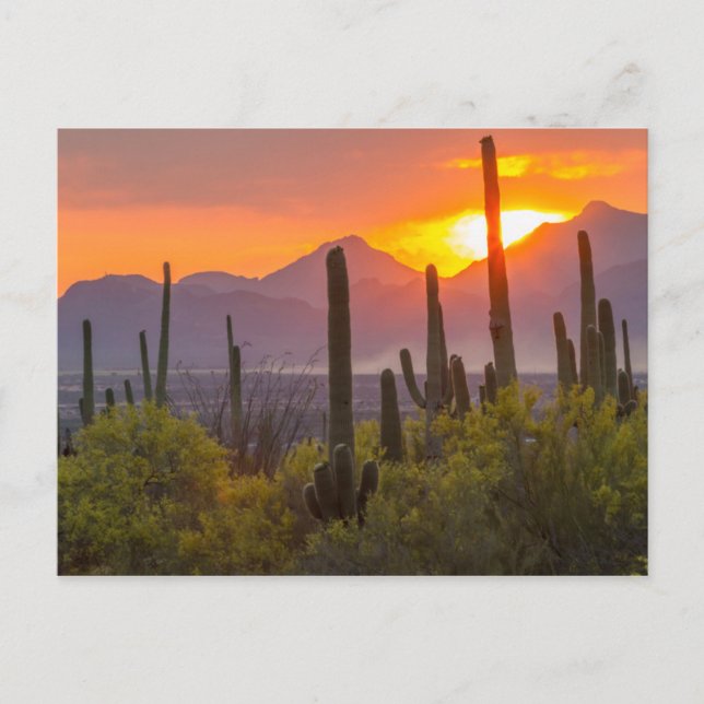 Ökenkaktus solnedgång, Arizona Vykort (Framsida)