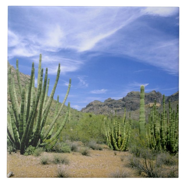Ökenkaktus vid Organ Pipe National Monument, Kakelplatta (Framsidan)