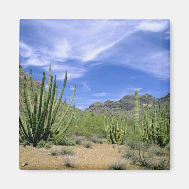 Ökenkaktus vid Organ Pipe National Monument, Magnet (Framsidan)