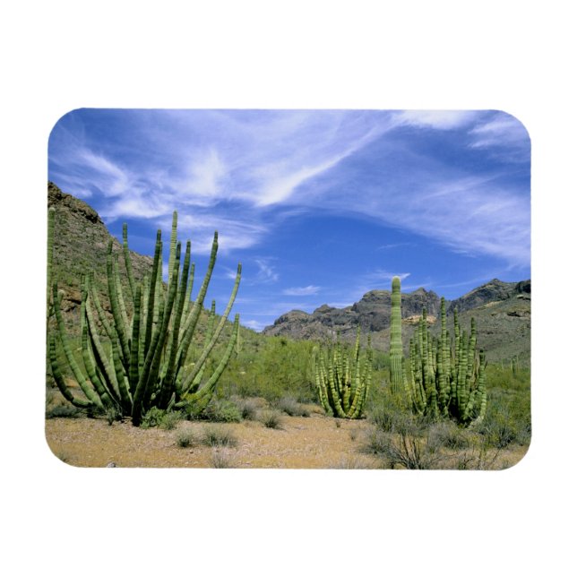 Ökenkaktus vid Organ Pipe National Monument, Magnet (Horisontell)