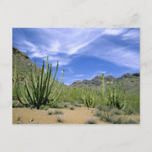 Ökenkaktus vid Organ Pipe National Monument, Vykort
