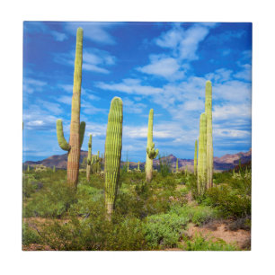Ökenkaktuslandskap, Arizona Kakelplatta