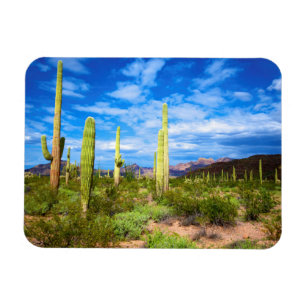 Ökenkaktuslandskap, Arizona Magnet