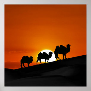 Ökenkamel på solnedgången poster