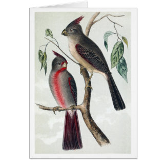 Ökenkardinaler Hälsningskort