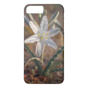 Ökenlilja vilda blommor