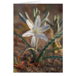 Ökenlilja vilda blommor hälsningskort