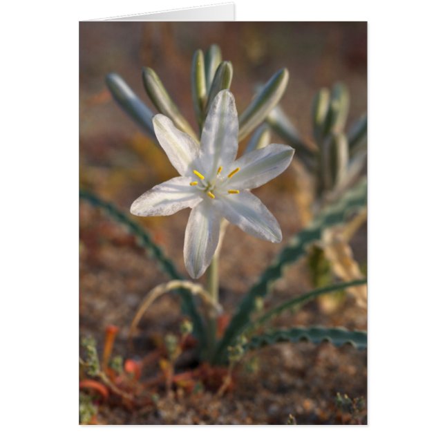 Ökenlilja vilda blommor hälsningskort (Framsidan)