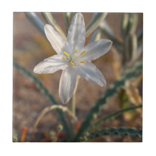 Ökenlilja vilda blommor kakelplatta