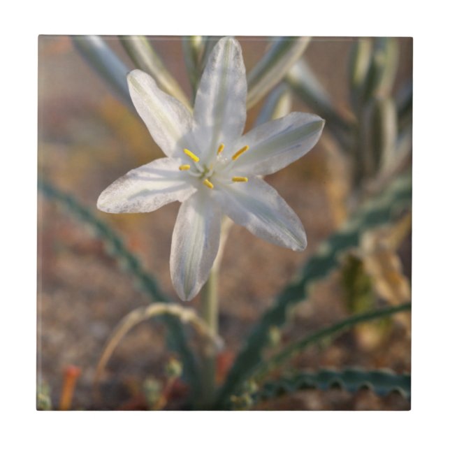 Ökenlilja vilda blommor kakelplatta (Framsidan)