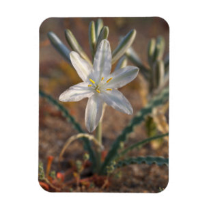 Ökenlilja vilda blommor magnet