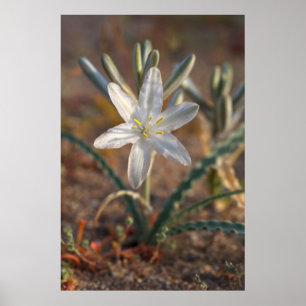 Ökenlilja Vildblommor Poster