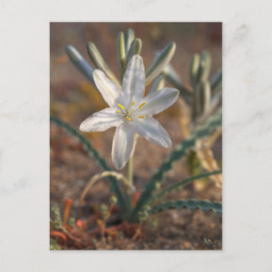 Ökenlilja vildblommor vykort