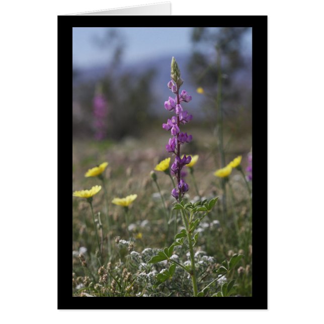 ÖkenLupine Hälsningskort (Framsidan)