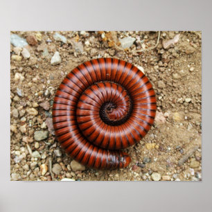 ÖkenMillipede Poster