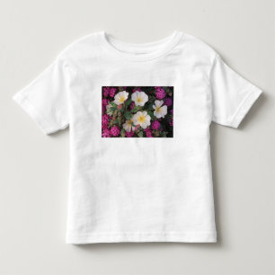 Ökennattljus och Abronia villosa, Tee