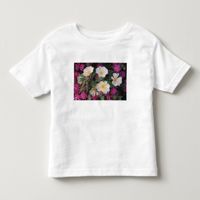 Ökennattljus och Abronia villosa, Tee (Framsida)