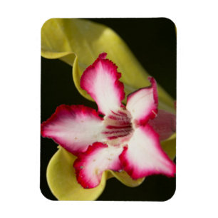 Ökenros (Adenium Obesum), Sydafrika Magnet