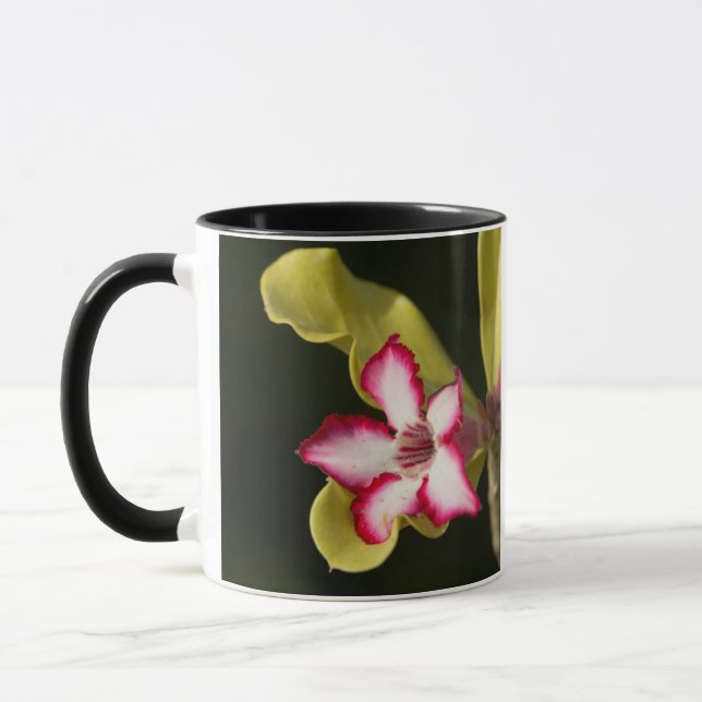 Ökenros (Adenium Obesum), Sydafrika Mugg (Vänster)