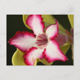 Ökenros (Adenium Obesum), Sydafrika Vykort