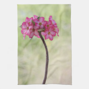 Ökenros i rosa kökshandduk