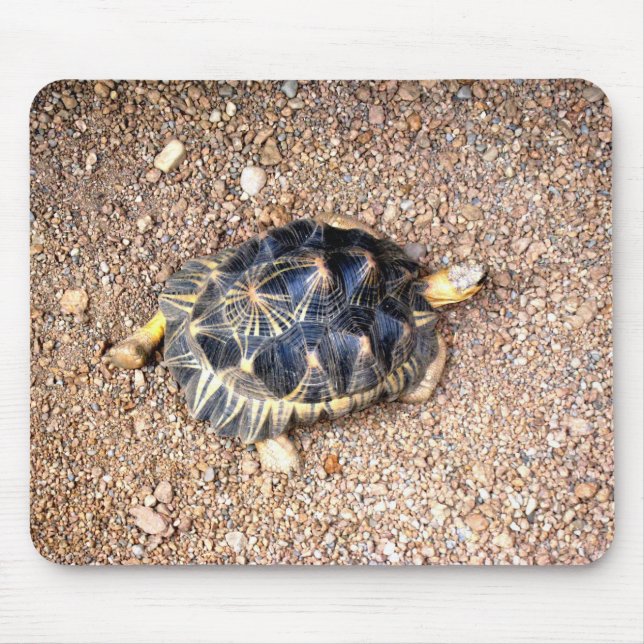 ökensköldpadda musmatta (Framsidan)