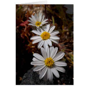Ökenstjärna vilda blommor hälsningskort